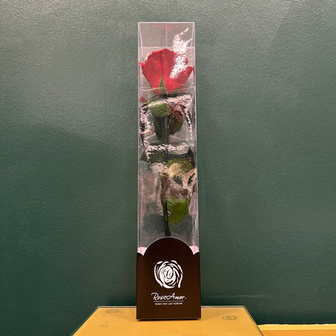 Ecuadorian Preserved Single Stem Red Rose