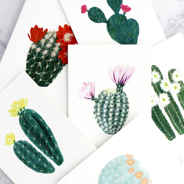 Flowering Cacti Assorted Blank Box Set (Set of 6)